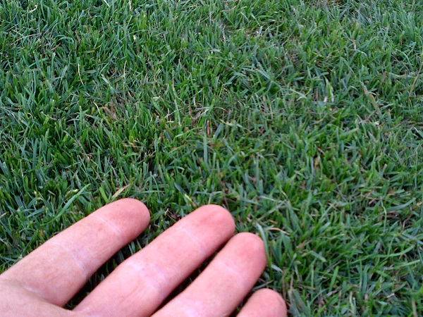 Cheap Turf prices for quality turf